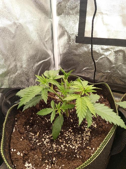 Dominastammbaum. Week 4 - SAD 