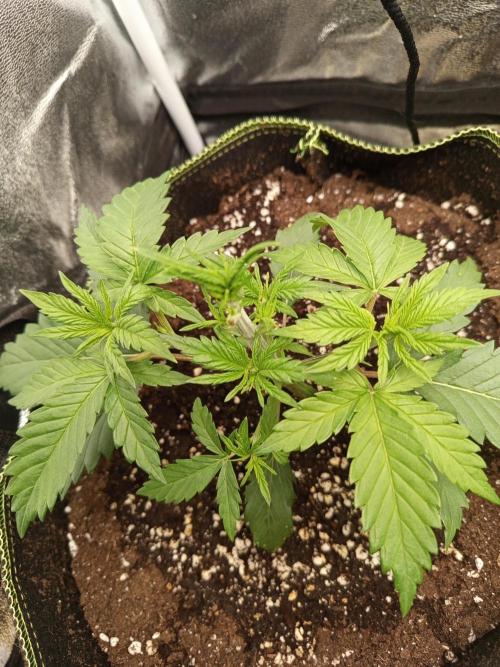 Dominastammbaum. Week 4 - SAD