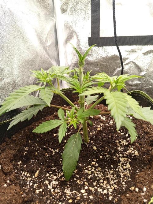 Dominastammbaum. Week 4 - SAD