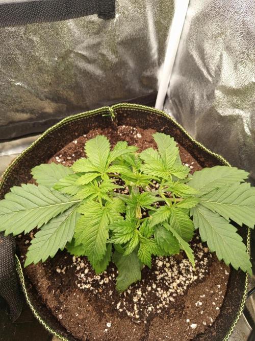 Dominastammbaum. Week 4 - CC