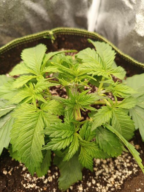 Dominastammbaum. Week 4 - CC