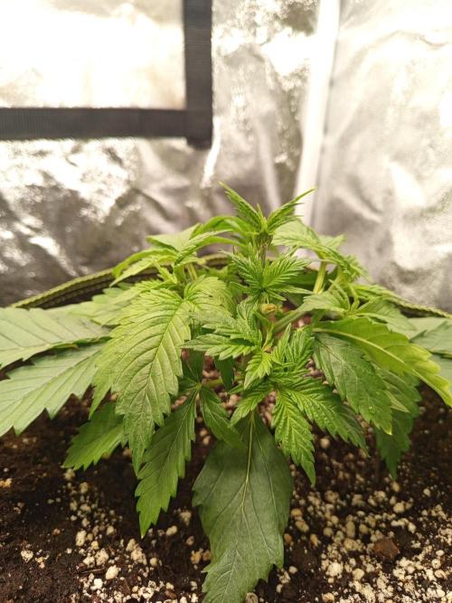 Dominastammbaum. Week 4 - CC