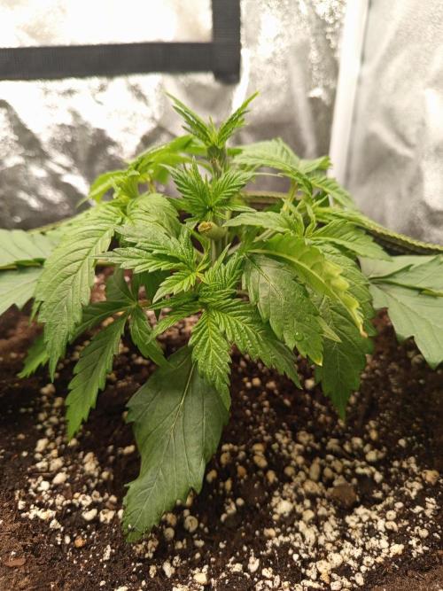 Dominastammbaum. Week 4 - CC