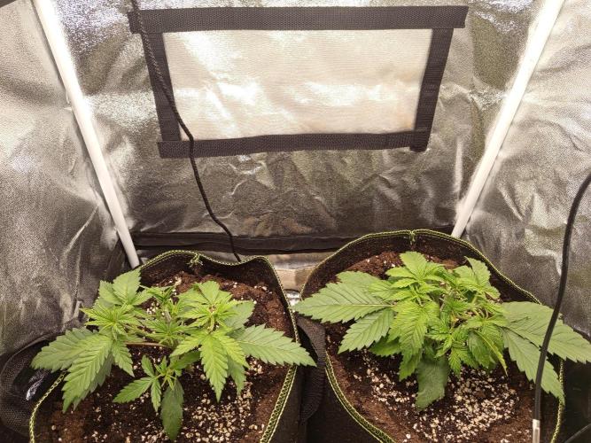 Dominastammbaum. Week 4