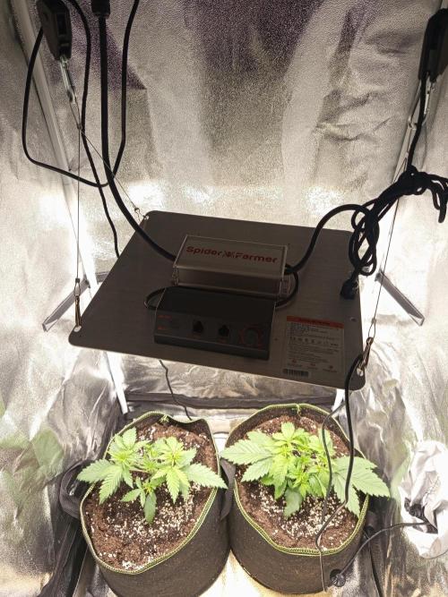 Dominastammbaum. Week 4