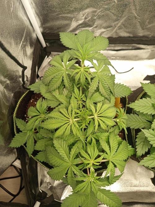 Dominastammbaum. Week 5 - SAD