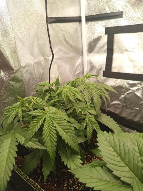 Dominastammbaum. Week 5 - SAD