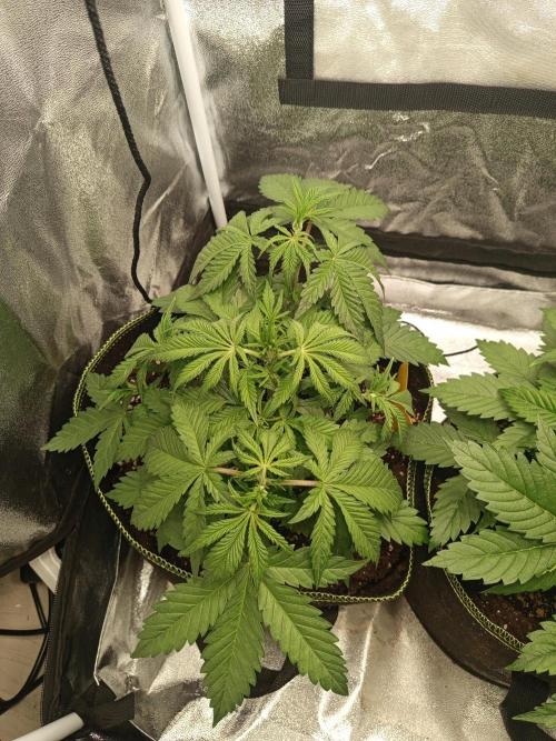 Dominastammbaum. Week 5 - SAD