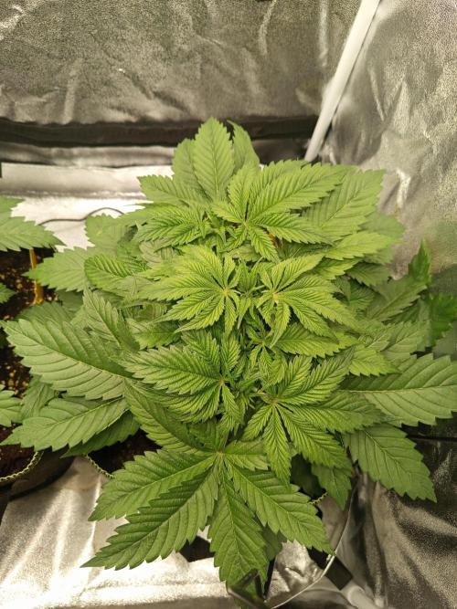 Dominastammbaum. Week 5 - CC