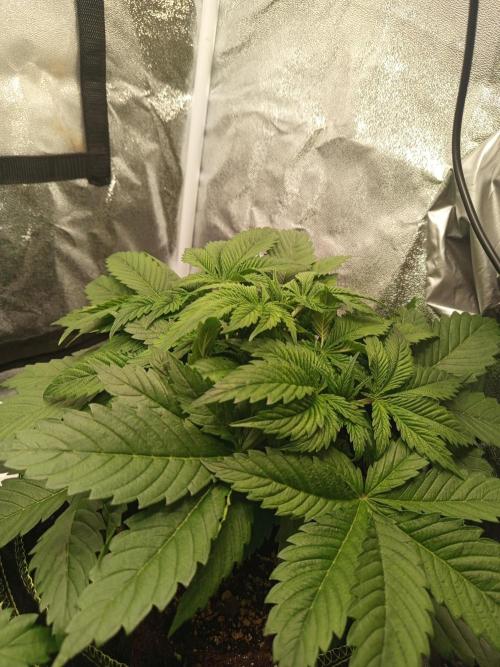 Dominastammbaum. Week 5 - CC