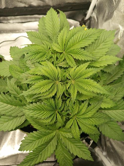 Dominastammbaum. Week 5 - CC