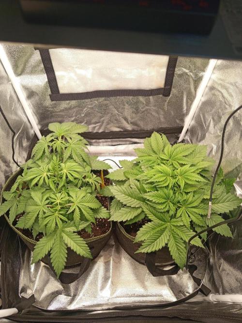 Dominastammbaum. Week 5