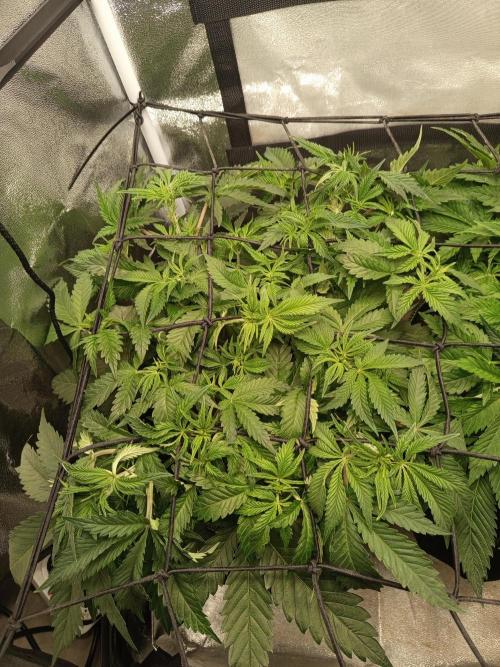 Dominastammbaum. Week 6 - SAD