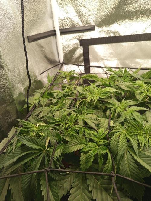 Dominastammbaum. Week 6 - SAD