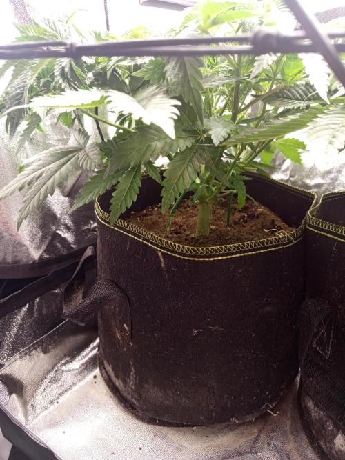 Dominastammbaum. Week 6 - SAD