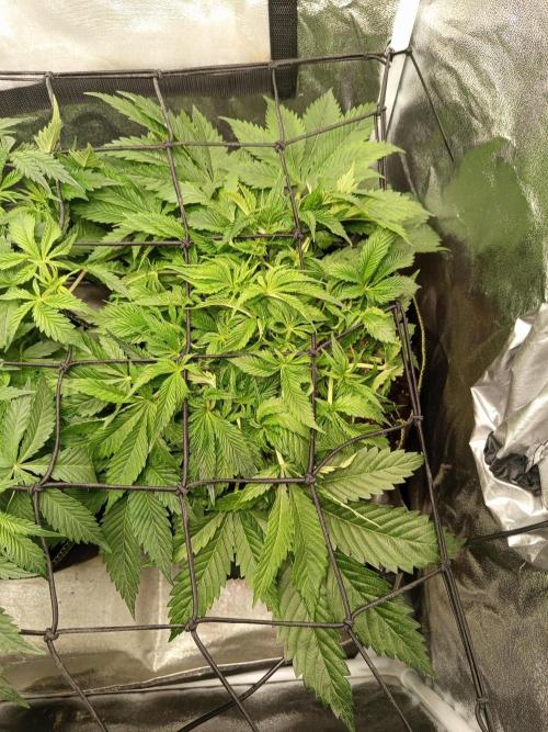 Dominastammbaum. Week 6 - CC