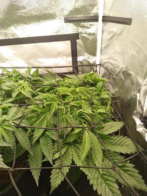 Dominastammbaum. Week 6 - CC