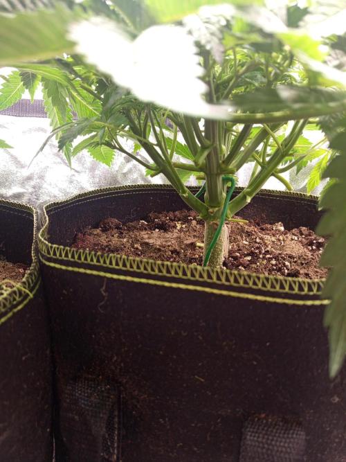 Dominastammbaum. Week 6 - CC