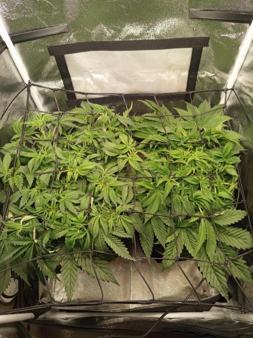 Dominastammbaum. Week 6