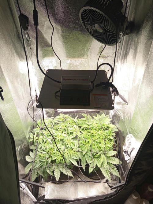 Dominastammbaum. Week 6