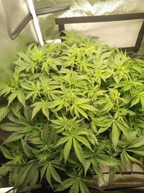 Dominastammbaum. Week 7 - SAD