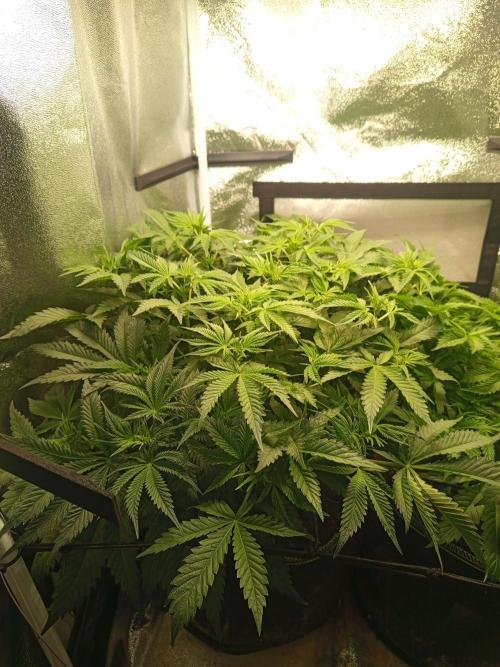 Dominastammbaum. Week 7 - SAD