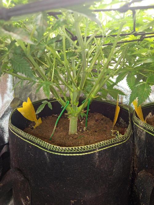 Dominastammbaum. Week 7 - SAD