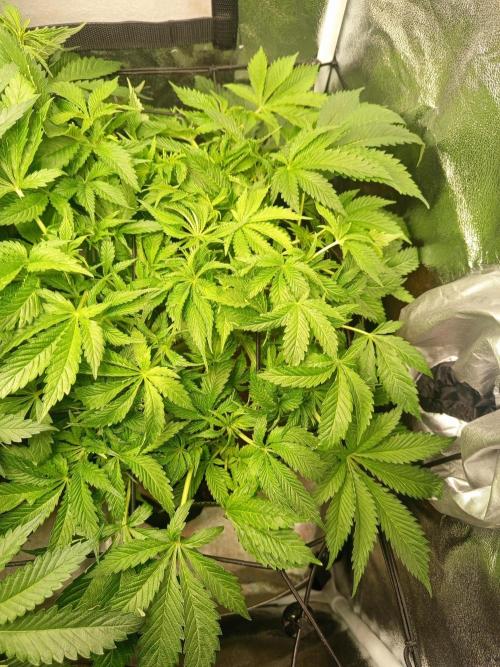 Dominastammbaum. Week 7 - CC