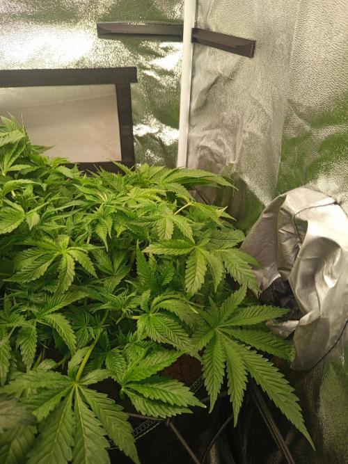 Dominastammbaum. Week 7 - CC