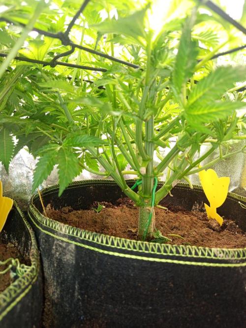 Dominastammbaum. Week 7 - CC