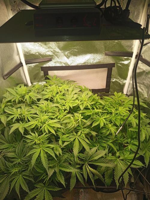 Dominastammbaum. Week 7