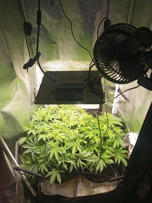 Dominastammbaum. Week 7