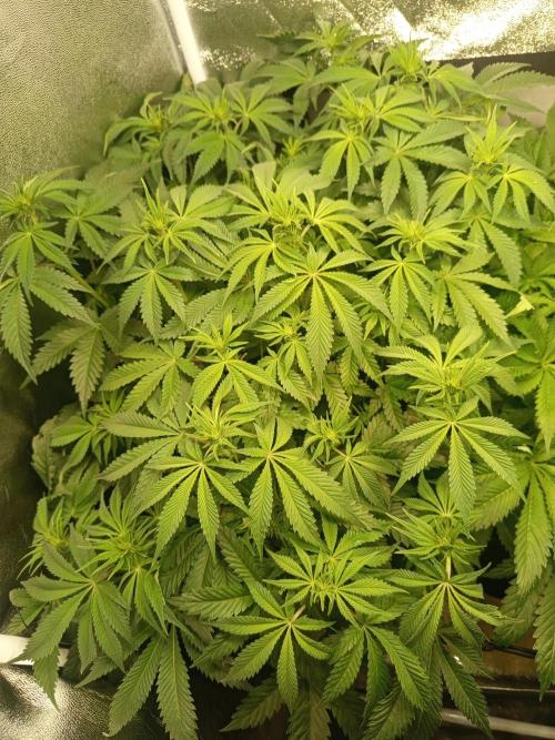 Dominastammbaum. Week 8