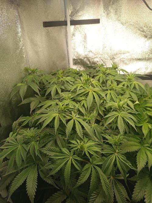 Dominastammbaum. Week 8