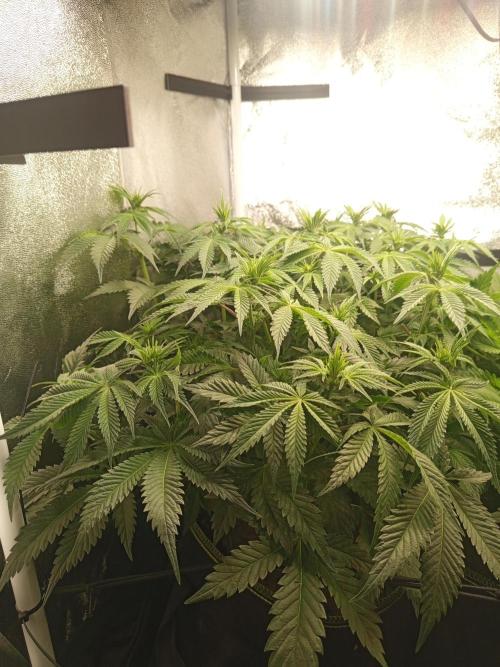 Dominastammbaum. Week 8