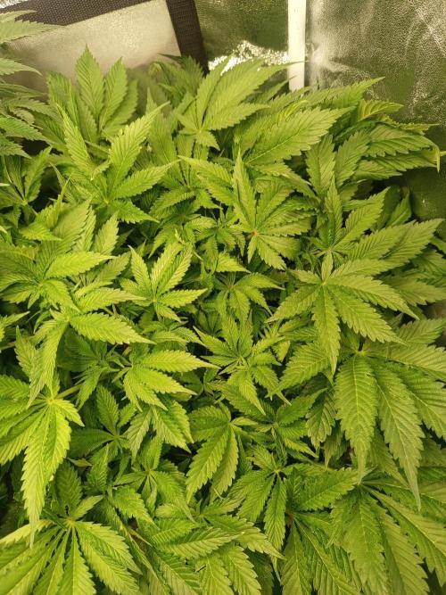 Dominastammbaum. Week 8