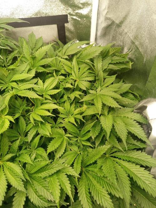 Dominastammbaum. Week 8