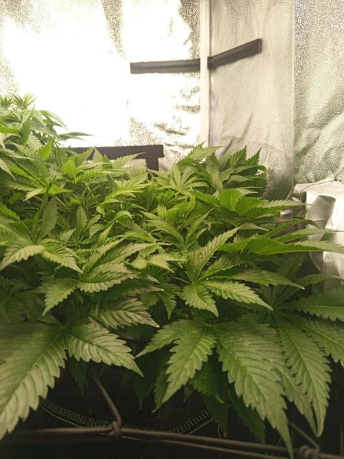 Dominastammbaum. Week 8