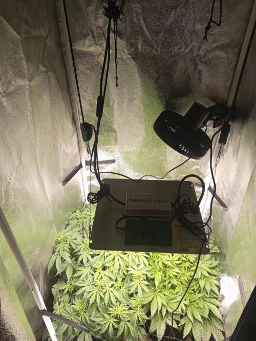 Dominastammbaum. Week 8