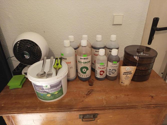 Dominastammbaum. Week 8