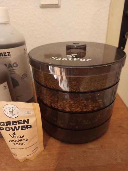 Dominastammbaum. Week 8