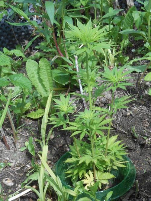 Heavy Indicas Outdoor 26. Week 9 - CC