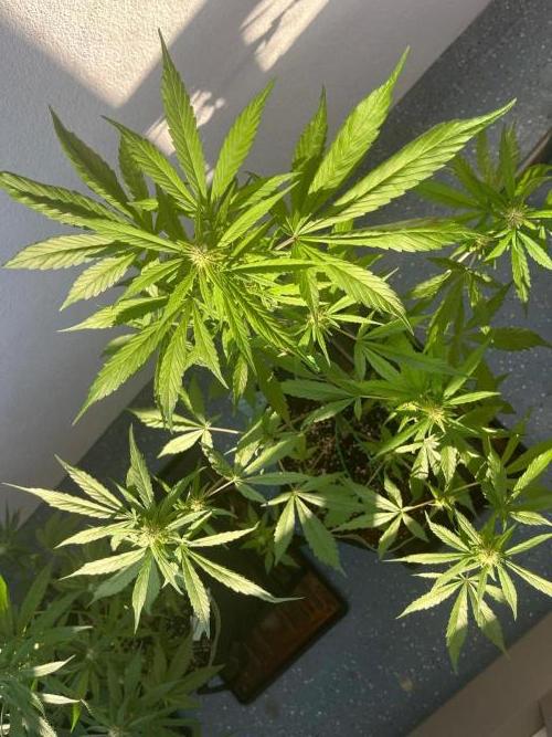 Balkon FastBuds 26. Week 6 - LSD25