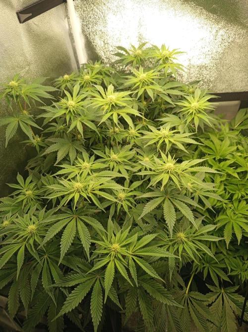 Dominastammbaum. Week 9