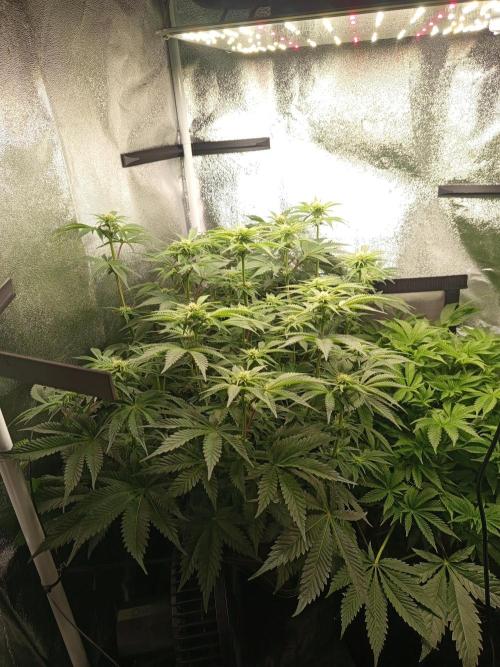 Dominastammbaum. Week 9