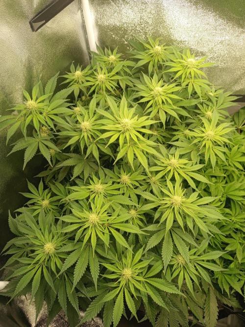 Dominastammbaum. Week 9