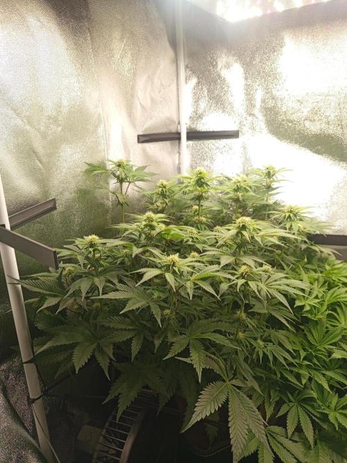 Dominastammbaum. Week 9