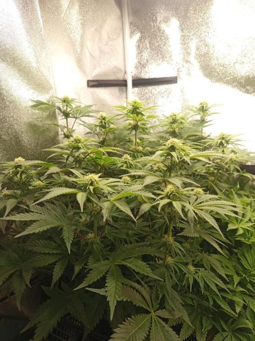 Dominastammbaum. Week 9