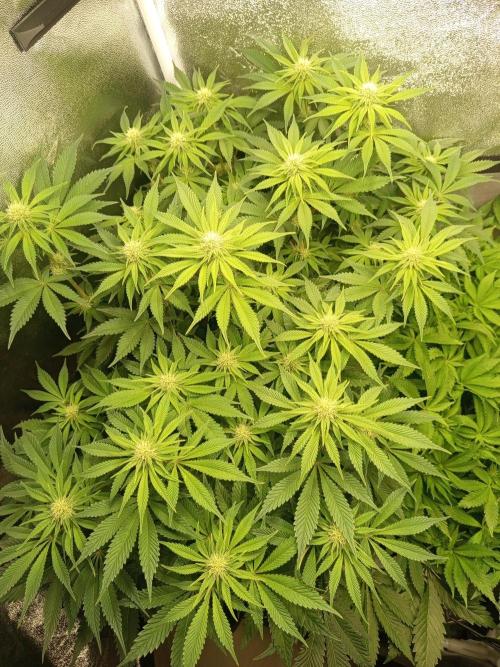 Dominastammbaum. Week 9