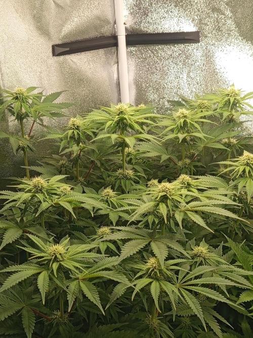 Dominastammbaum. Week 9